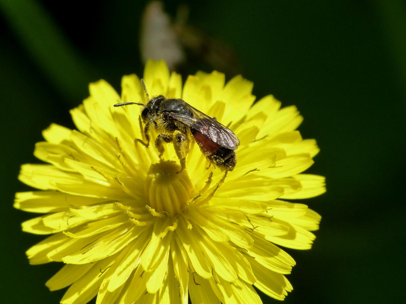 Possibile femmina di Andrena labiata